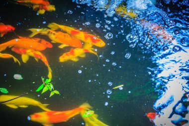 Renkli süslü sazan balık yüzme göle grubudur. Bir su birikintisi içinde yüzmeye renkli koi balık sürüsü.