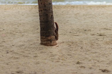 Sevimli sincap Hindistan cevizi ağacından sahile tırmanma ve yiyecek bulma.