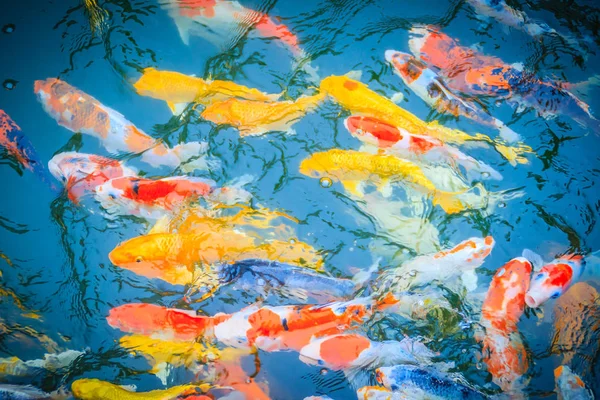 Grupo Peces Carpa Lujo Colorido Nadando Lago Escuela Peces Koi — Foto de Stock