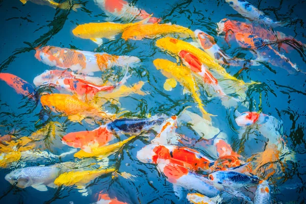Grupo Peixes Coloridos Carpa Fantasia Nadando Lago Escola Peixes Koi — Fotografia de Stock
