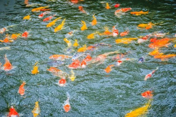 Grupo Peixes Coloridos Carpa Fantasia Nadando Lago Escola Peixes Koi — Fotografia de Stock