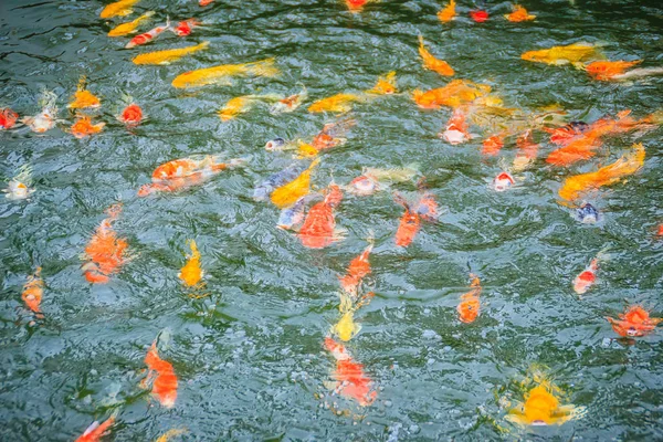 Gruppe Farbenfroher Karpfenfische Die See Schwimmen Schule Bunter Koi Fische — Stockfoto