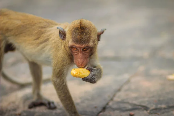 Long Tailed Macaque Lub Jawajski Macaca Zmonopolizowanej Makak Małpa Jest — Zdjęcie stockowe