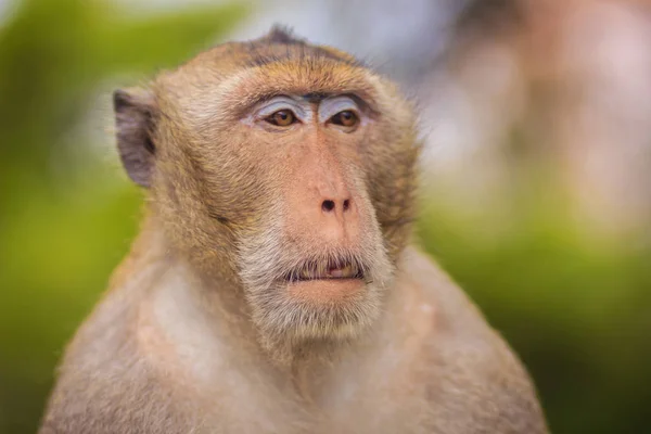 Zbliżenie Twarz Long Tailed Macaque Lub Crab Eating Macaca Zmonopolizowanej — Zdjęcie stockowe