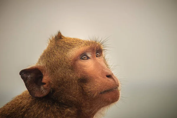 Lange Tailed Makaak Krabbenetende Makaken Macaca Fascicularis Aap Tropisch Woud — Stockfoto