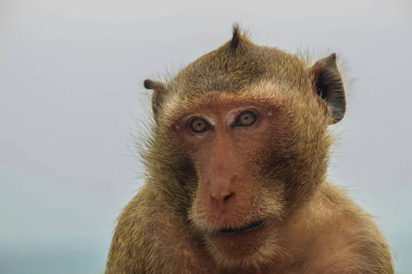 Lange Tailed Makaak Krabbenetende Makaken Macaca Fascicularis Aap Tropisch Woud — Stockfoto