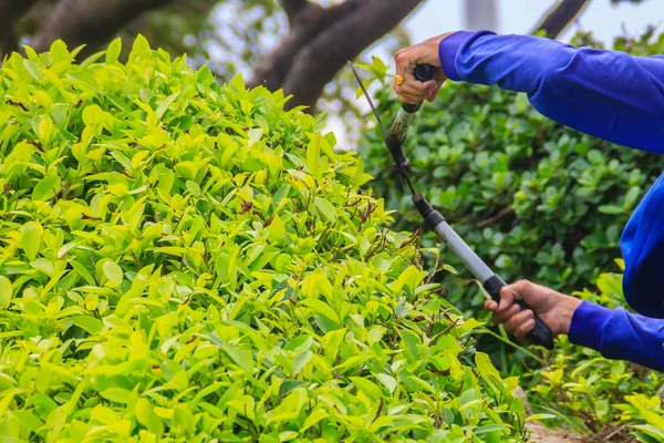 Jardineiro Está Cortando Arbusto Com Tesoura Jardim Trabalhador Está Aparando — Fotografia de Stock
