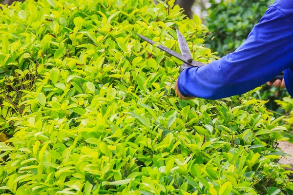 Jardineiro Está Cortando Arbusto Com Tesoura Jardim Trabalhador Está Aparando — Fotografia de Stock