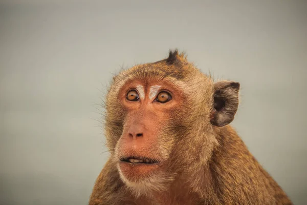 Lange Tailed Makaak Krabbenetende Makaken Macaca Fascicularis Aap Tropisch Woud — Stockfoto