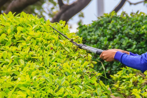 Jardineiro Está Cortando Arbusto Com Tesoura Jardim Trabalhador Está Aparando — Fotografia de Stock