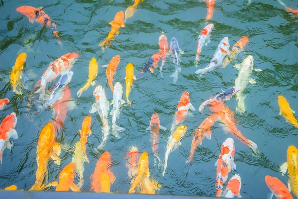Group Colorful Fancy Carp Fish Swimming Lake School Colorful Koi — Stock Photo, Image