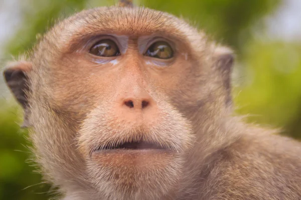 Close up to face of Long-tailed macaque or Crab-eating macaque (Macaca fascicularis) monkey in nature forest. Portrait of cute monkey with blurry background.