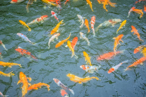 Gruppo Colorati Pesci Carpa Fantasia Nuotare Nel Lago Scuola Pesci — Foto Stock