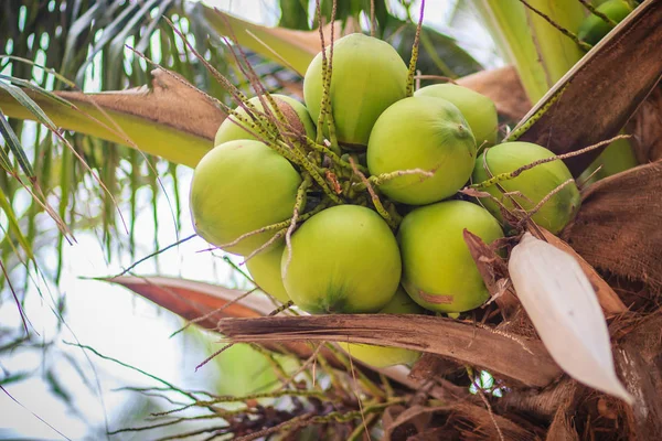 Closeup of green coconuts on the coconut tree