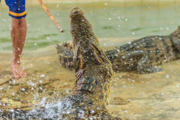 Nakhon Pathom Thaïlande Mai 2017 Spectacles Crocodiles Risqués Samphran Crocodile — Photo