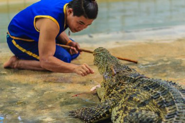 Nakhon Pathom, Tayland - 18 Mayıs 2017: Riskli timsah Samphran Timsah Çiftliği en etkileyici genel timsah biri dünyada gösterir.