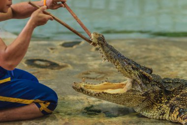 Nakhon Pathom, Tayland - 18 Mayıs 2017: Riskli timsah Samphran Timsah Çiftliği en etkileyici genel timsah biri dünyada gösterir.