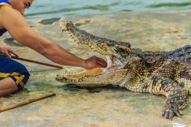 Nakhon Pathom, Tayland - 18 Mayıs 2017: Riskli timsah Samphran Timsah Çiftliği en etkileyici genel timsah biri dünyada gösterir.