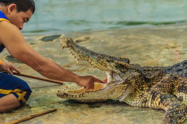 Nakhon Pathom, Tayland - 18 Mayıs 2017: Riskli timsah Samphran Timsah Çiftliği en etkileyici genel timsah biri dünyada gösterir.
