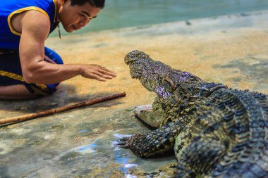 Nakhon Pathom, Tayland - 18 Mayıs 2017: Riskli timsah Samphran Timsah Çiftliği en etkileyici genel timsah biri dünyada gösterir.