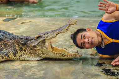 Nakhon Pathom, Tayland - 18 Mayıs 2017: Riskli timsah Samphran Timsah Çiftliği en etkileyici genel timsah biri dünyada gösterir.