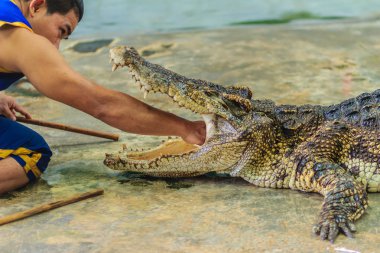 Nakhon Pathom, Tayland - 18 Mayıs 2017: Riskli timsah Samphran Timsah Çiftliği en etkileyici genel timsah biri dünyada gösterir.
