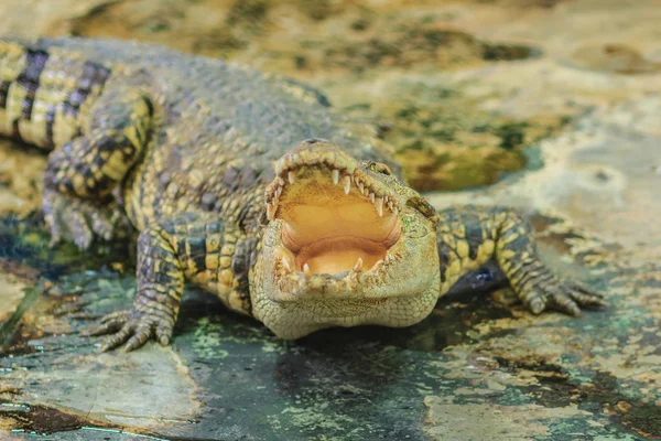 Crocodilo Está Zangado Abre Mandíbulas Pronto Para Atacar — Fotografia de Stock