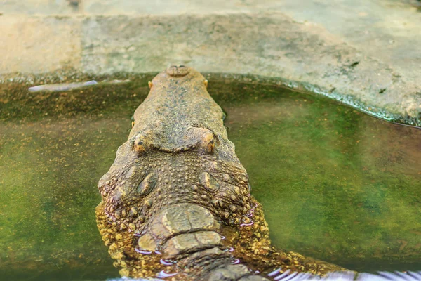 Crocodile Est Colère Les Mâchoires Ouvertes Prêtes Frapper — Photo