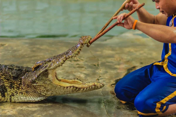 Nakhon Pathom Tailandia Mayo 2017 Arriesgados Espectáculos Cocodrilos Samphran Crocodile —  Fotos de Stock