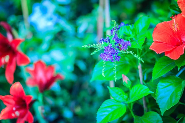 Duranta Erecta Flores Roxas Entre Flores Vermelhas Nomes Comuns Também — Fotografia de Stock