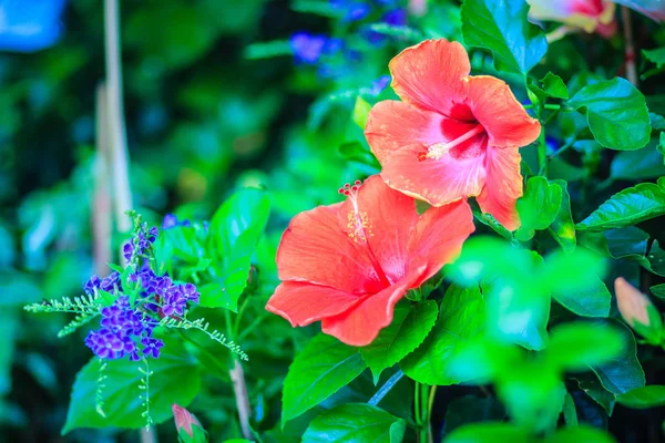 Fechado Vermelho Hibiscus Rosa Sinensis Ritzy Também Conhecido Como Hibisco — Fotografia de Stock