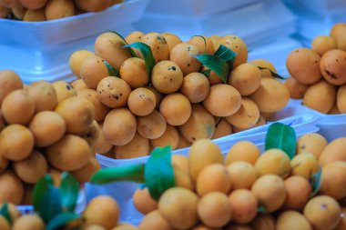 Plango meyve ya da Marian Plum, ünlü tropikal Satılık Tayland meyve. Tropikal meyve Marian Erik, Plango, Maprang veya Mayongchid (Bouae bumanica Griff)