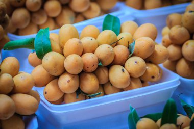 Plango meyve ya da Marian Plum, ünlü tropikal Satılık Tayland meyve. Tropikal meyve Marian Erik, Plango, Maprang veya Mayongchid (Bouae bumanica Griff)