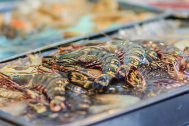 Ekstra büyük Penaeus monodon, dev kaplan karides veya Asya kaplan karides gibi yaygın olarak bilinen gıda için yaygın olarak yetiştirilen bir deniz kabuklu boyutudur. Kaplan karides deniz ürünleri pazarında Satılık.