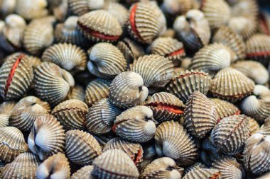 Taze kan cockle veya kan midye (Tegillarca granosa) arka plan. Yakın çekim çiğ deniz tarak istiridye satılık deniz ürünleri pazar kullanım beyazlatılmış daraltan istiridye buharda pişirmek için bu çok lezzetli menüsü