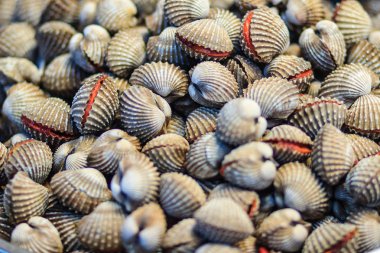 Taze kan cockle veya kan midye (Tegillarca granosa) arka plan. Yakın çekim çiğ deniz tarak istiridye satılık deniz ürünleri pazar kullanım beyazlatılmış daraltan istiridye buharda pişirmek için bu çok lezzetli menüsü