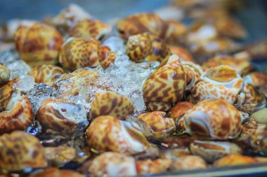 Ekstra büyük boy deniz ürünleri piyasada satışa benekli Babil'in (Babylonia areolata). Babylonia areolata deniz salyangoz, bir deniz gastropod yumuşakça Babyloniidae ailesindeki familyasından bir.