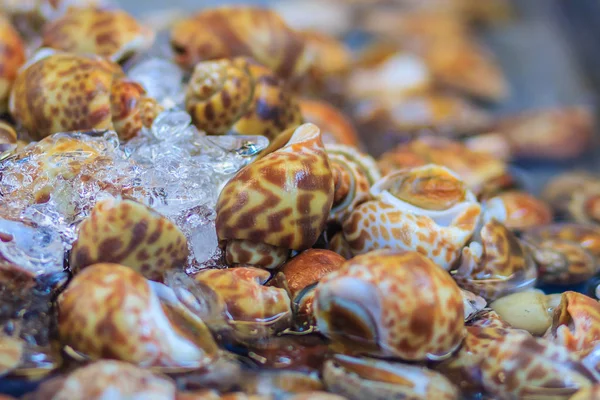 Ekstra büyük boy deniz ürünleri piyasada satışa benekli Babil'in (Babylonia areolata). Babylonia areolata deniz salyangoz, bir deniz gastropod yumuşakça Babyloniidae ailesindeki familyasından bir.