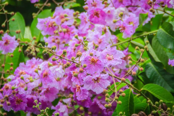 Vacker Lila Blomma Lagerstroemia Speciosa Giant Sorgflor Myrten Drottningens Sorgflor — Stockfoto