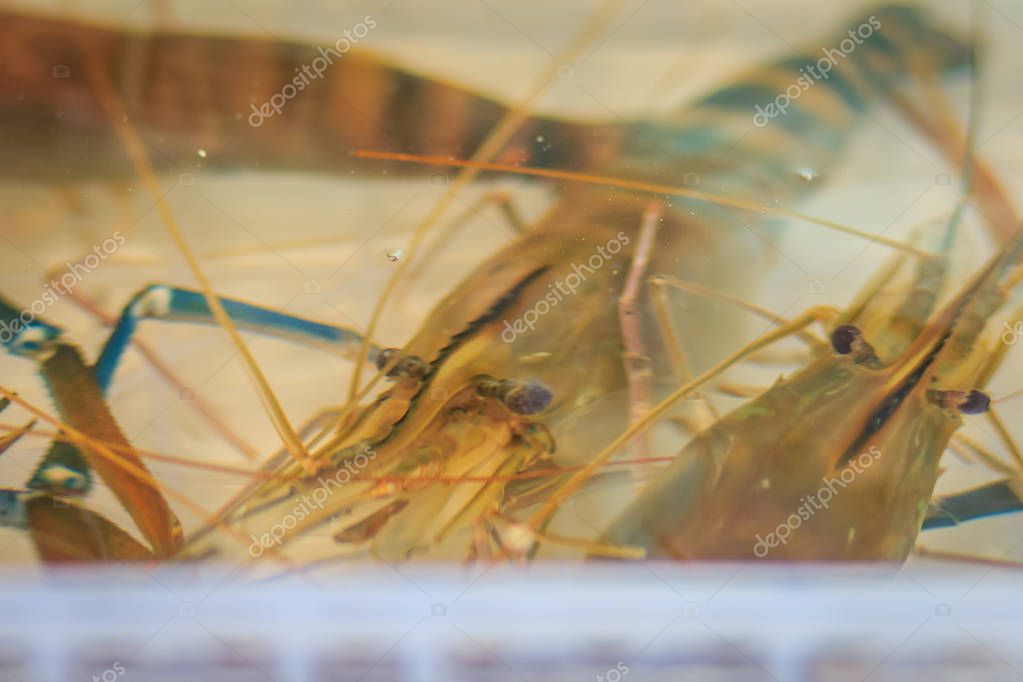 El tamaño extra grande del camarón malayo gigante (Macrobrachium