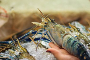 Extra large size of giant malaysian prawn (Macrobrachium rosenbergii) also known as the giant river prawn or giant freshwater prawn, is a commercially important species of palaemonid freshwater prawn clipart