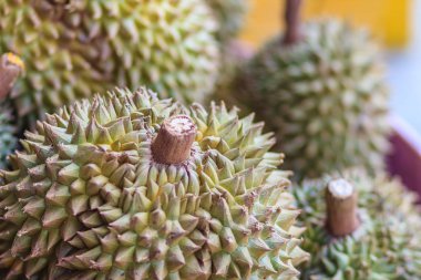 Bangkok, Tayland meyve pazarında satışa Monthong durian meyvelerin ekstra jumbo boyutu. Organik durian önemli ekonomik meyve tüketen ve ihracat Tayland olduğunu. 