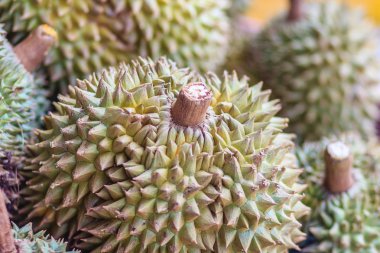 Bangkok, Tayland meyve pazarında satışa Monthong durian meyvelerin ekstra jumbo boyutu. Organik durian önemli ekonomik meyve tüketen ve ihracat Tayland olduğunu. 
