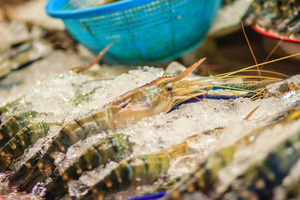 Extra Stor Storlek Giant Malaysiska Räkor Macrobrachium Rosenbergii Även Känd — Stockfoto