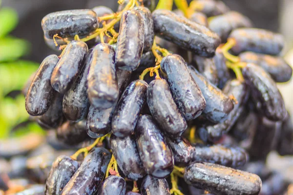 Extra Jumbo Size Black Seedless Moon Drops Grape Witch Fingers — Stock Photo, Image