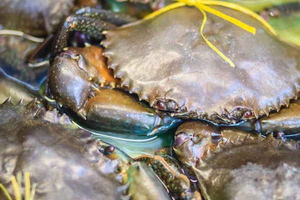 软壳锯齿状泥蟹 红树林蟹 在海鲜市场发售 软壳蟹是一种烹饪术语 用于最近已经塑造了它们的旧外骨骼 而且仍然柔软的螃蟹 — 图库照片