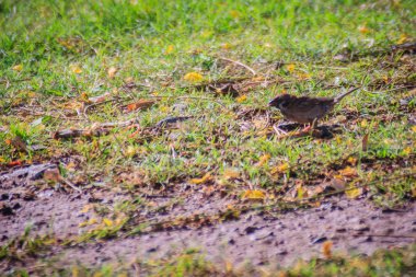 Sulak alanda çim gıda Avrasya ağaç serçe kuşu arıyor, bu zengin kestane taç ve ense ve her saf beyaz yanak üzerinde siyah bir yama ile serçe ötücü kuş