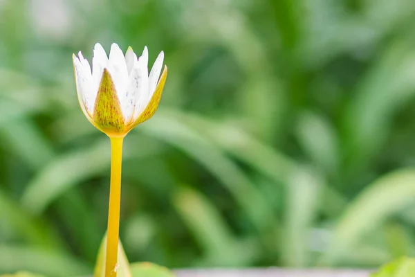 Bela Flor Lótus Brotamento Branco Fundo Folhas Verdes — Fotografia de Stock