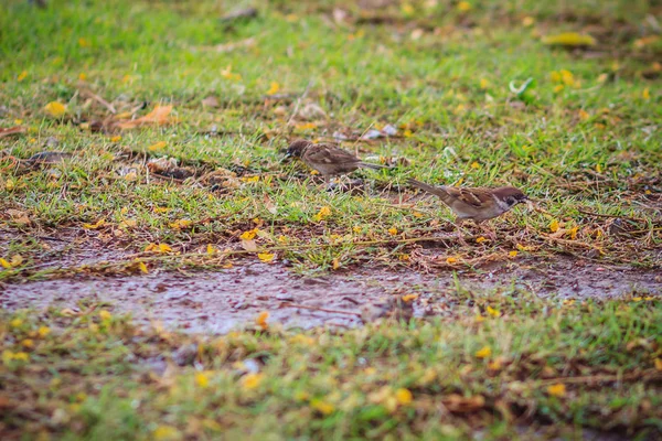 Eurasian Tree Sparrow Bird Looking Food Grass Field Wetland Passerine — Stock Photo, Image
