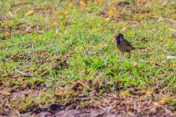 Pássaro Pardal Montês Eurasian Está Procura Comida Campo Grama Pantanal — Fotografia de Stock